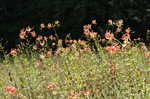 Turk's cap lily